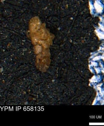 Ammobaculoides?