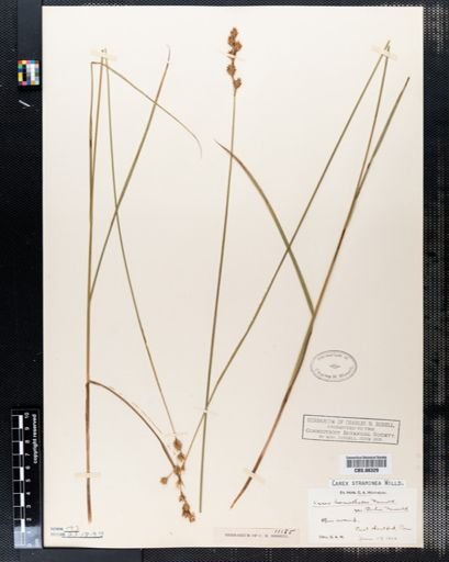 Carex straminea