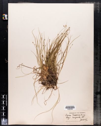 Carex trisperma