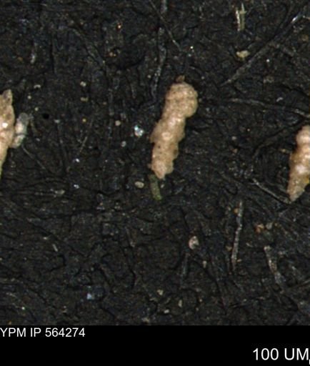 Verneuilina canadensis