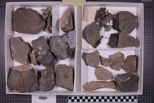 mixed taxa, stratigraphic collection