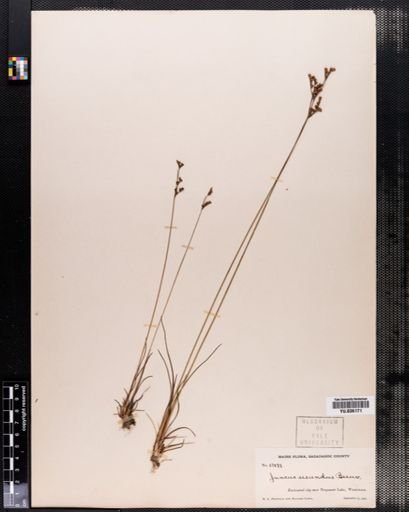 Juncus secundus