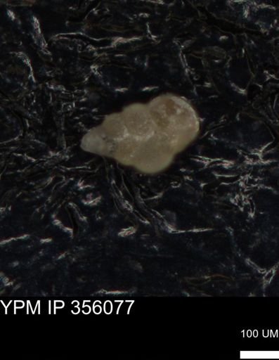 undet. Foraminiferida