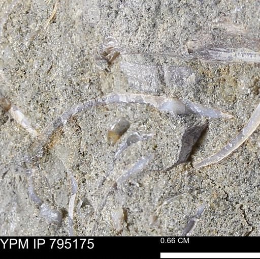 undet. Gastropoda