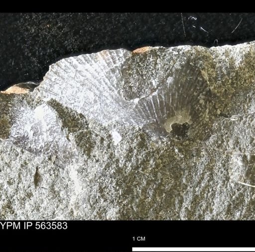Oxytoma (Hypoxytoma) sp.