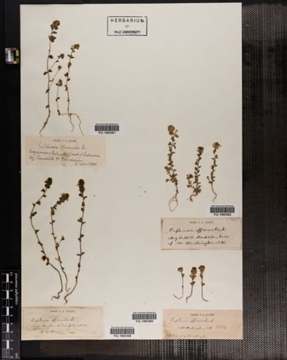 Plantae
