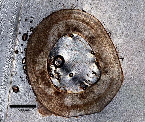 Dipsosaurus dorsalis