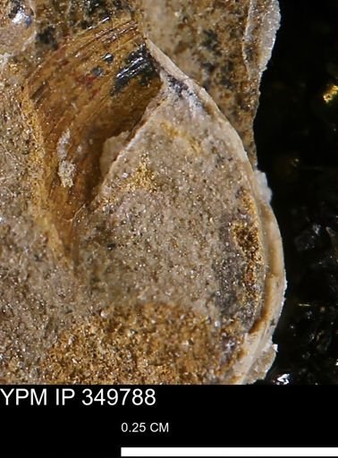 undet. Mollusca