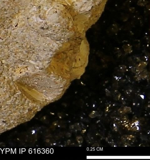 Protocardia subquadrata