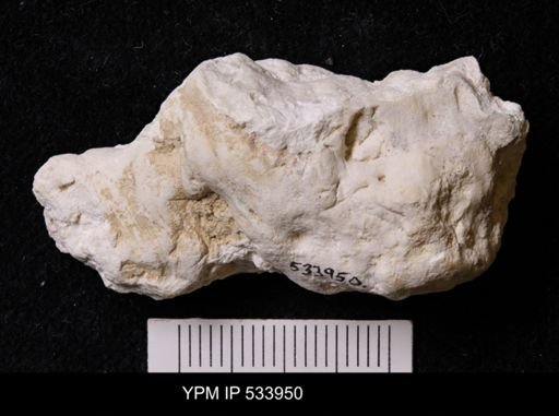 Agelasida