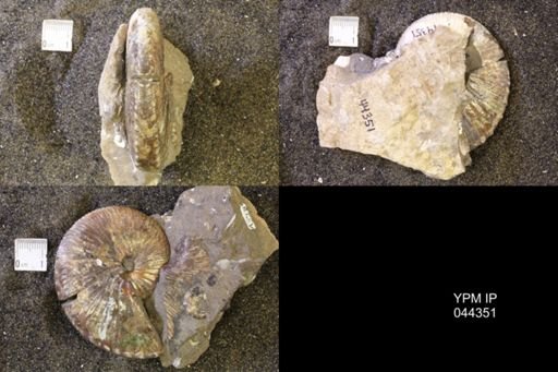 Hoploscaphites comprimus