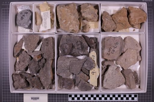 mixed taxa, stratigraphic collection