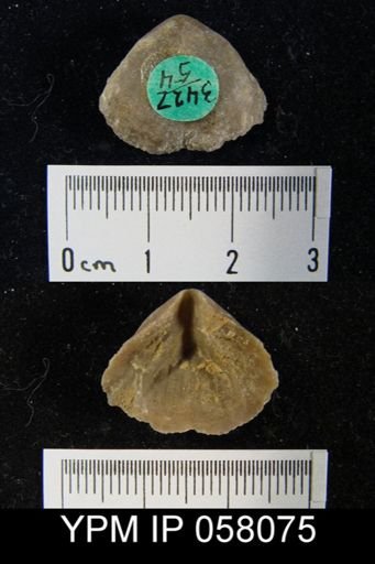 Meristella atoka