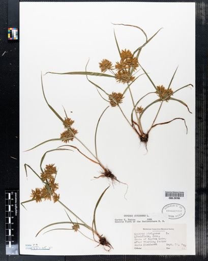 Cyperus strigosus