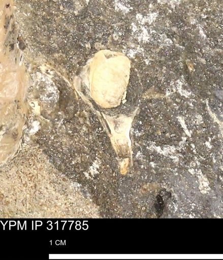 undet. Mollusca