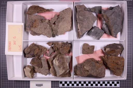 mixed taxa, stratigraphic collection