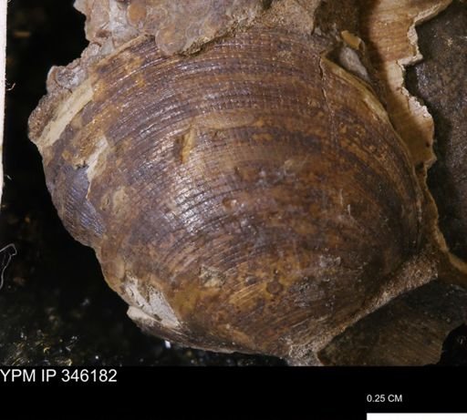 Limopsis striatopunctatus
