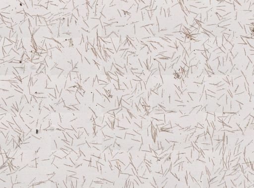 Haliclona