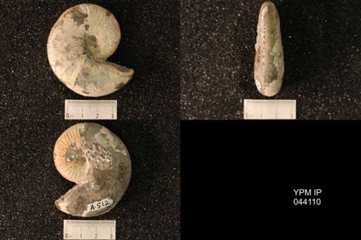 Hoploscaphites nicolletii