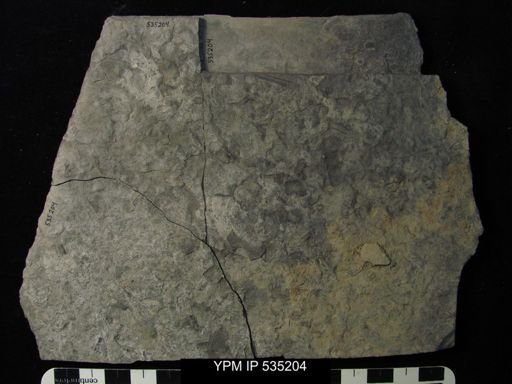 undet. Eurypterida