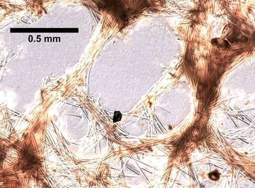 Xestospongia muta