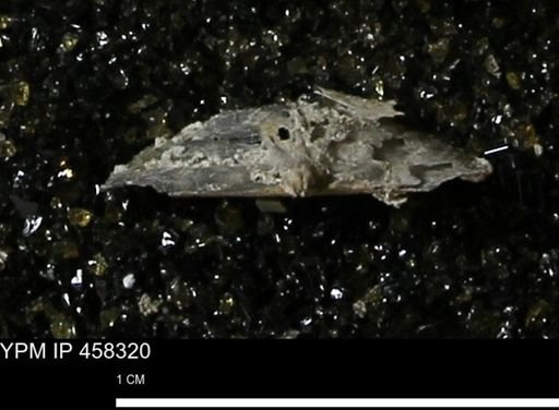 Chonetes mucronatus