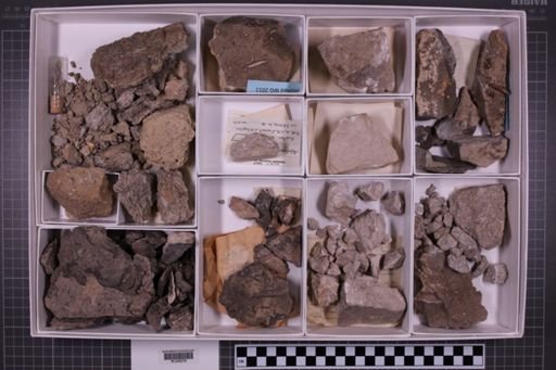 mixed taxa, stratigraphic collection