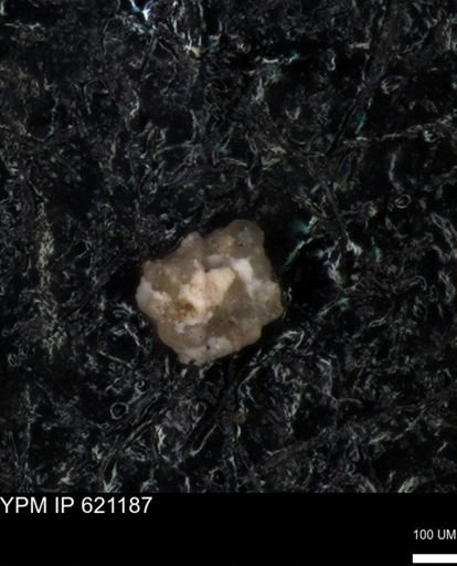 undet. Foraminiferida