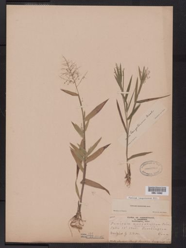 Panicum lanuginosum