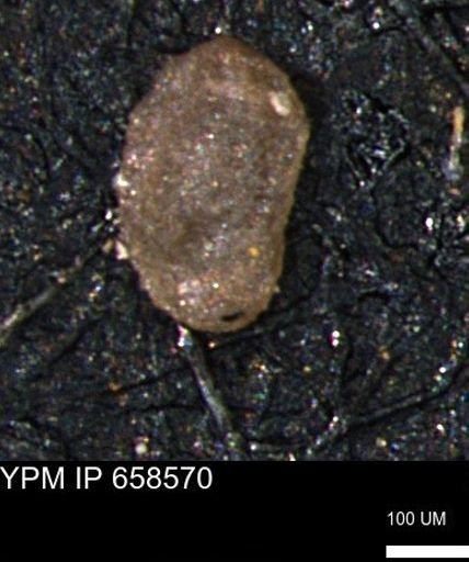 Miliammina sp.