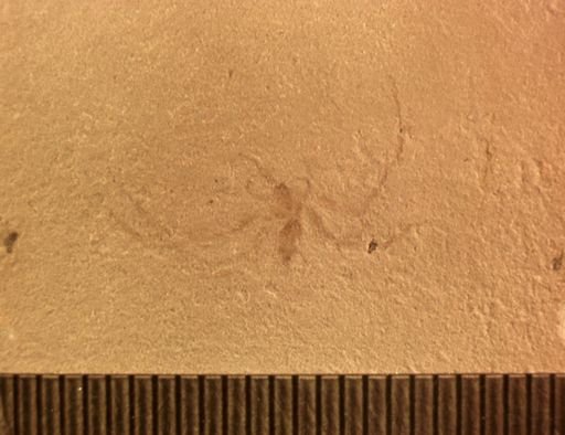 undet. Araneida