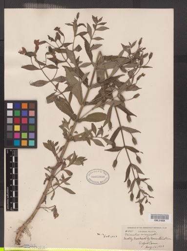 Mimulus ringens