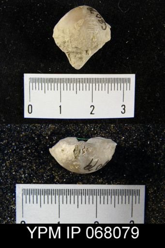 Gypidula roemeri simplex