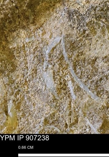 undet. Bivalvia