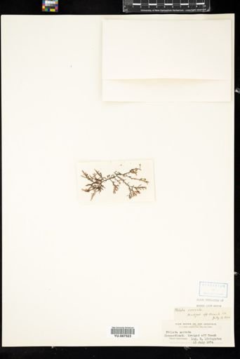 Ptilota serrata