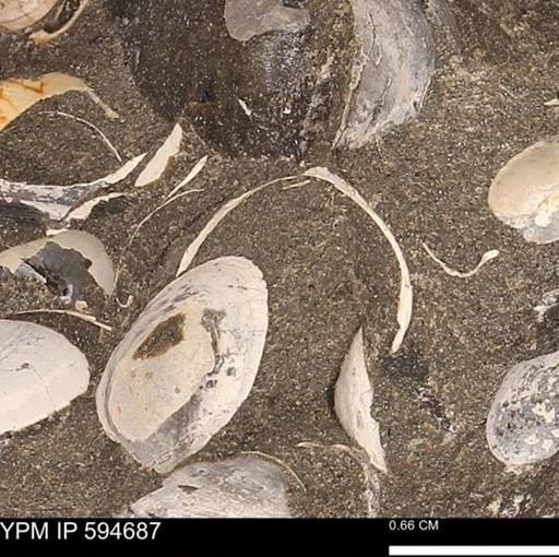 Protocardia sp.