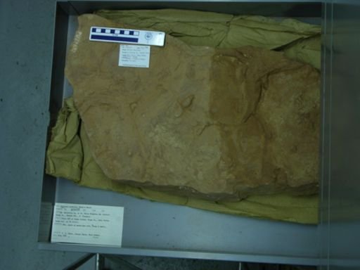 Atreipus acadianus