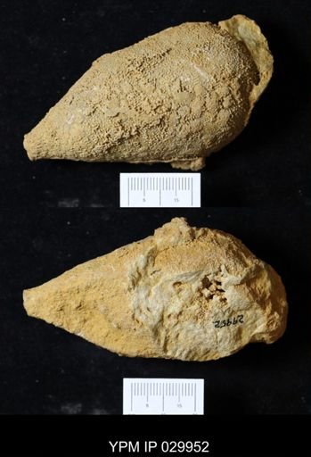 Holocystites sp.