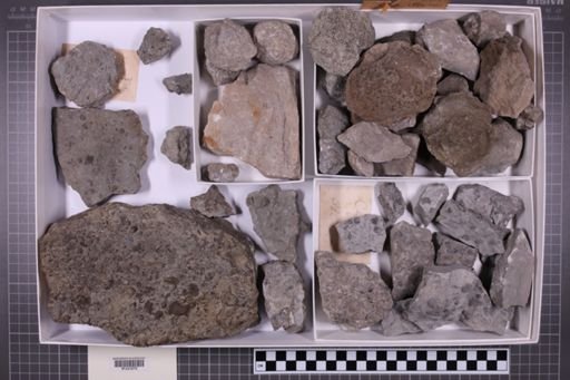 mixed taxa, stratigraphic collection