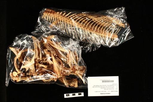 Ictalurus furcatus