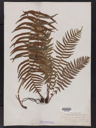 Blechnum