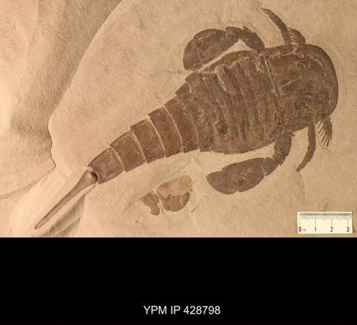 Eurypterus remipes