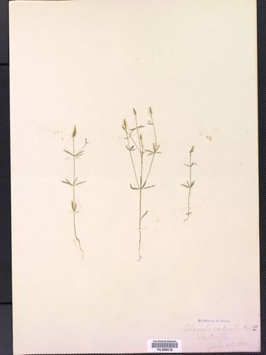 Polygala verticillata