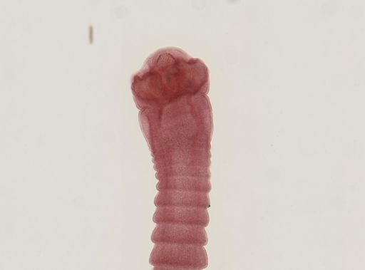 Dipylidium caninum