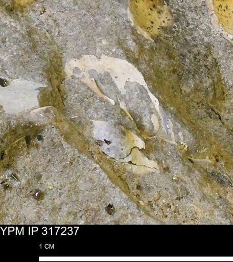 undet. Mollusca