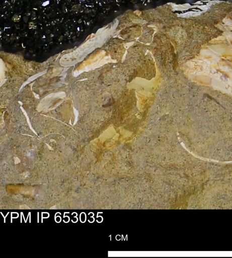 Mollusca
