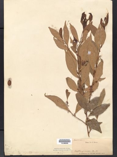 Sassafras albidum