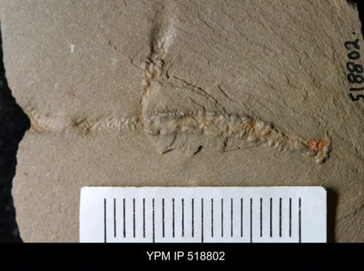 undet. Ichnofossil