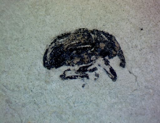 undet. Coleoptera