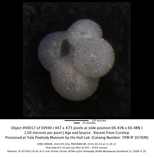 undet. Foraminiferida